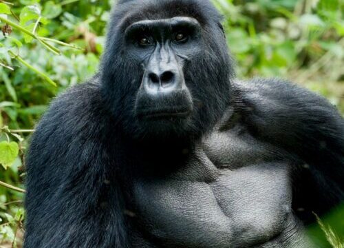 Gorillas & Beyond - 12-Day Uganda Safari