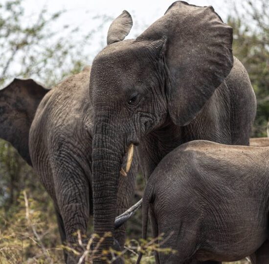 Ultimate Wilderness Odyssey - 16-Day Uganda Safari